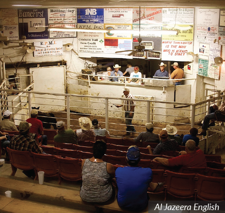 livestock auctioneer