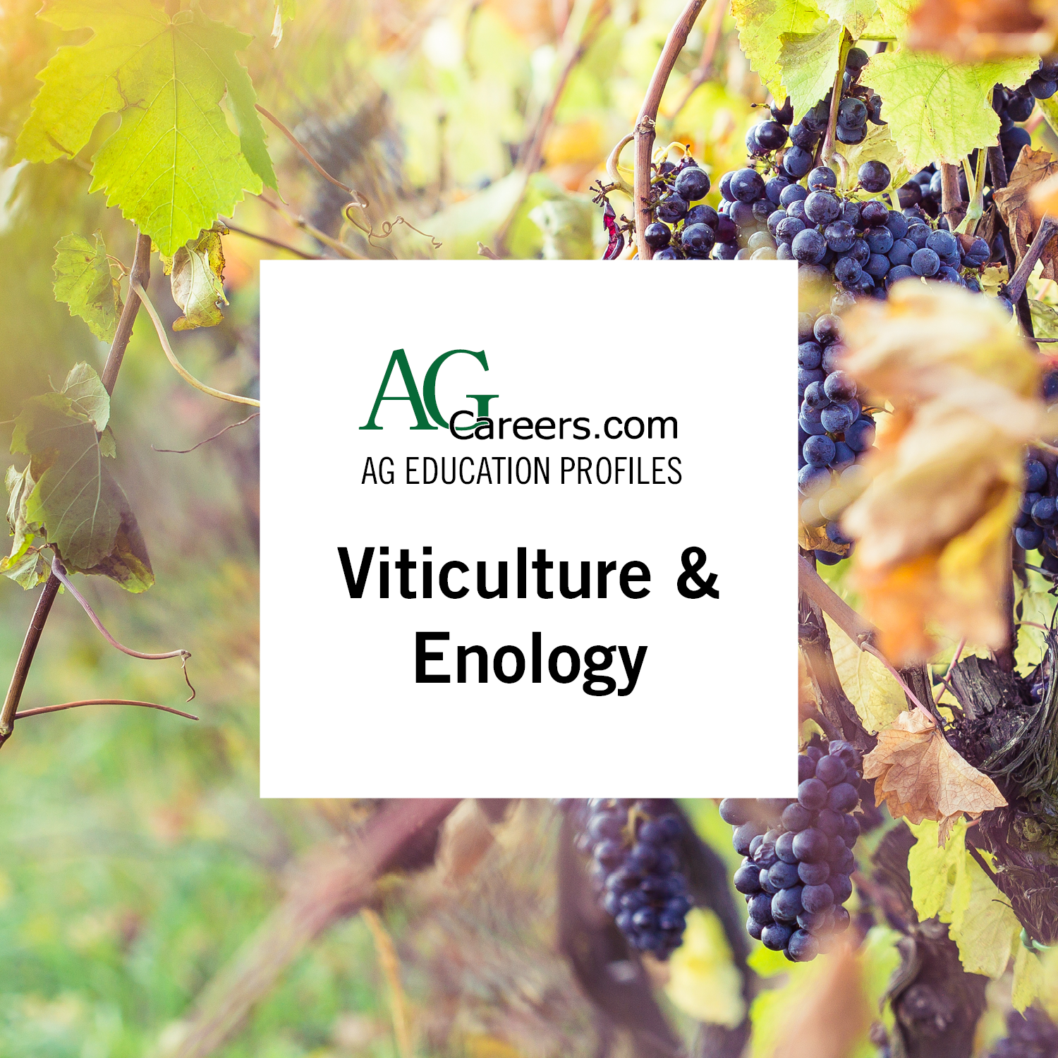 viticulture & enology