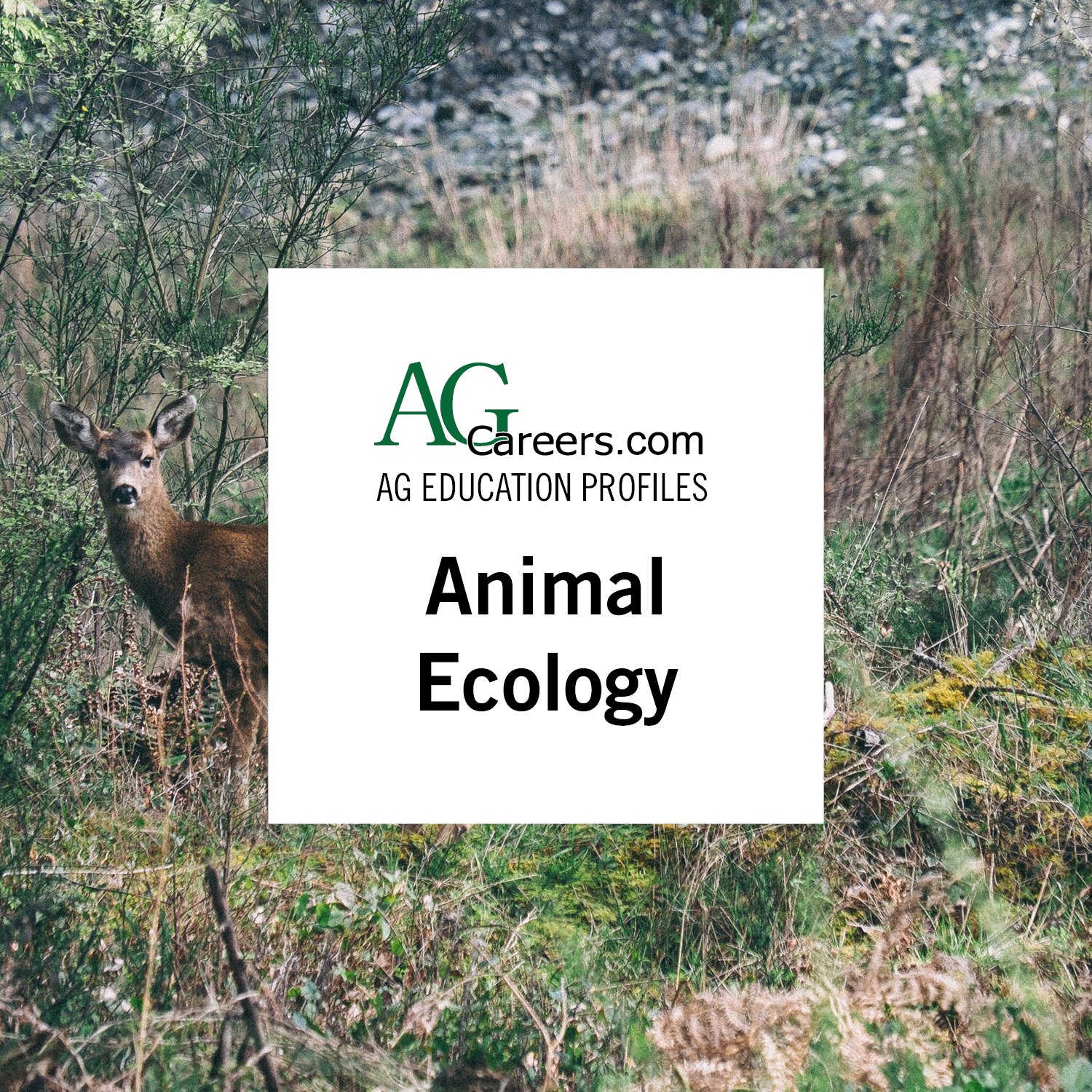 Animal Ecology | Education Profile 