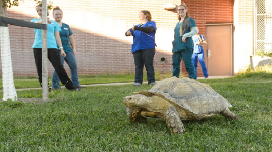 NCTA Veterinary Technology