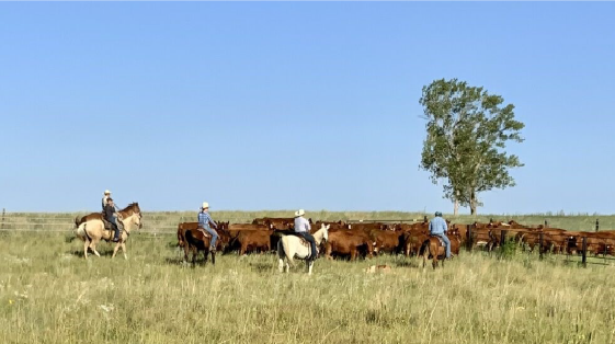 NCTA Animal Science