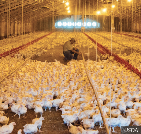 How Many Poultry Farms Are There in the U.S.?