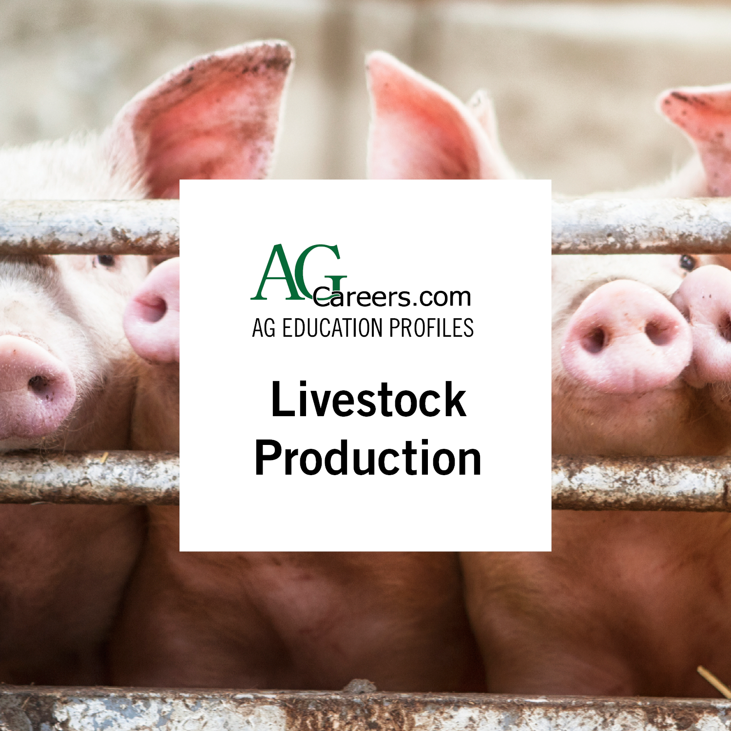 livestock production