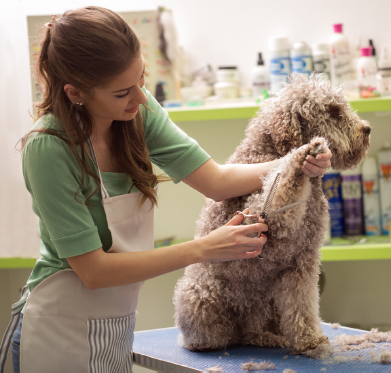 pet grooming jobs