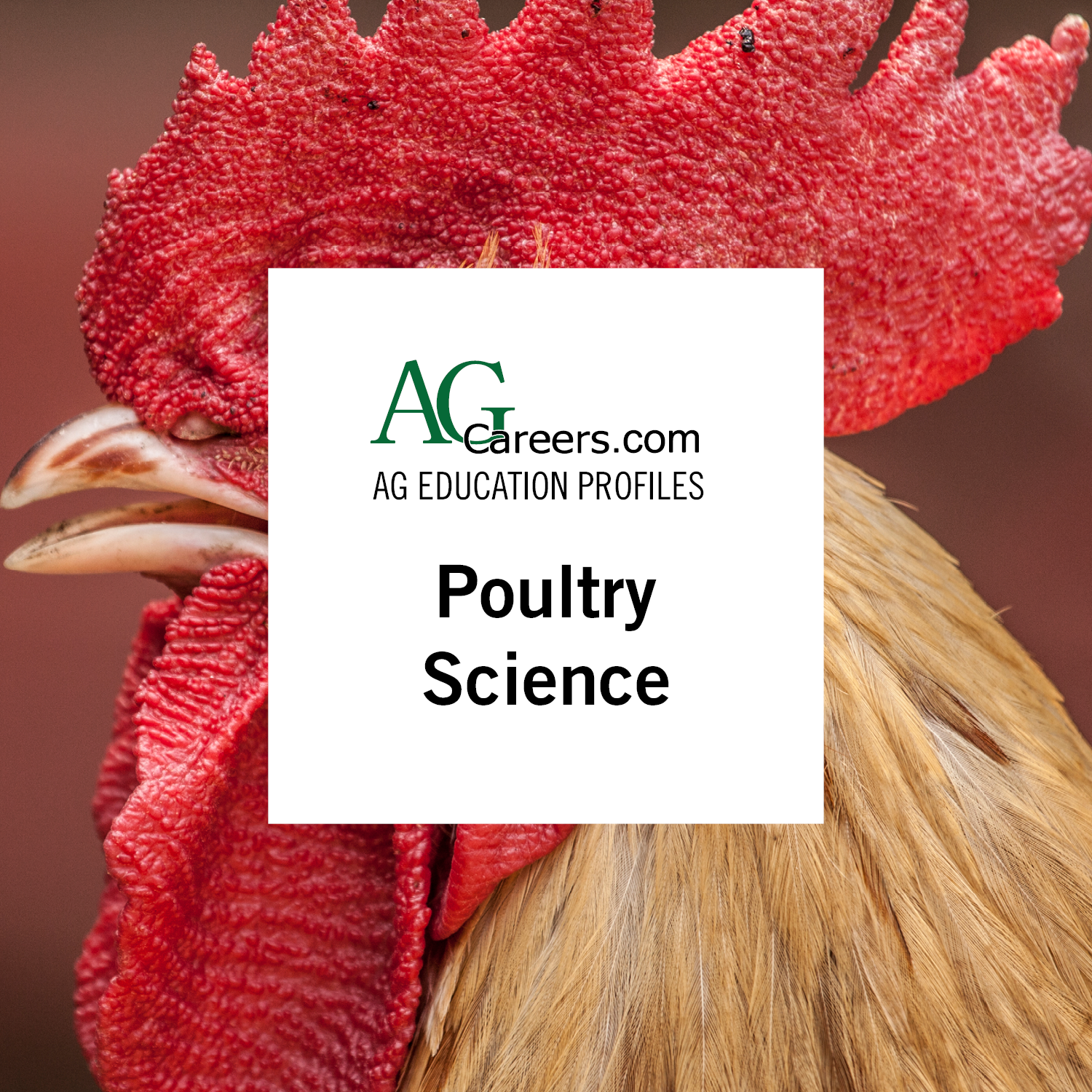 poultry science