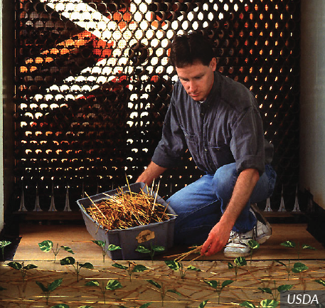 seed production agronomist