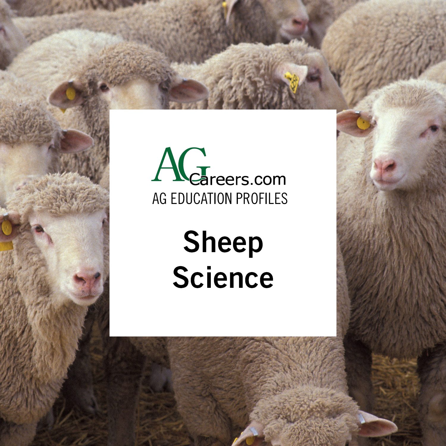 sheep science
