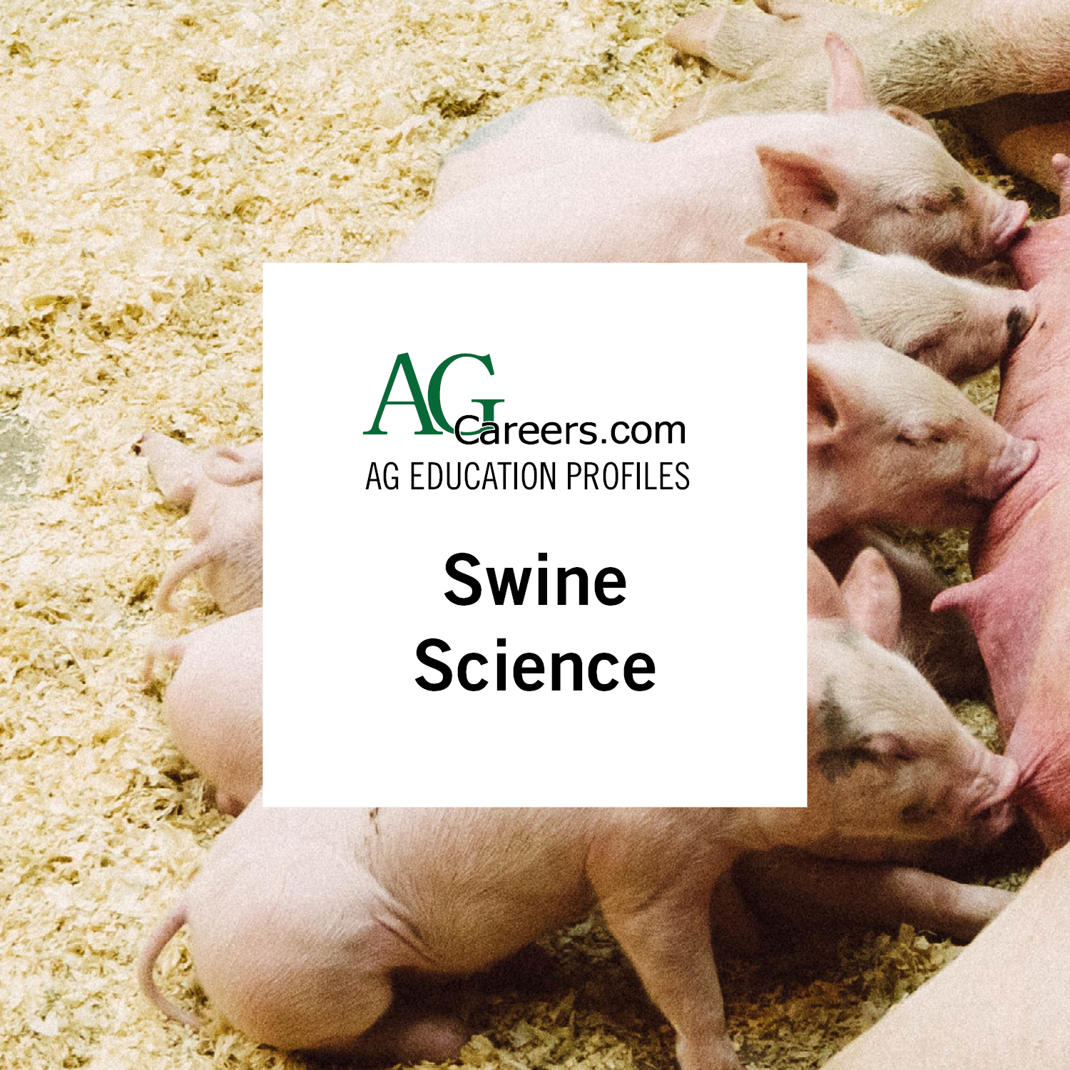 swine science