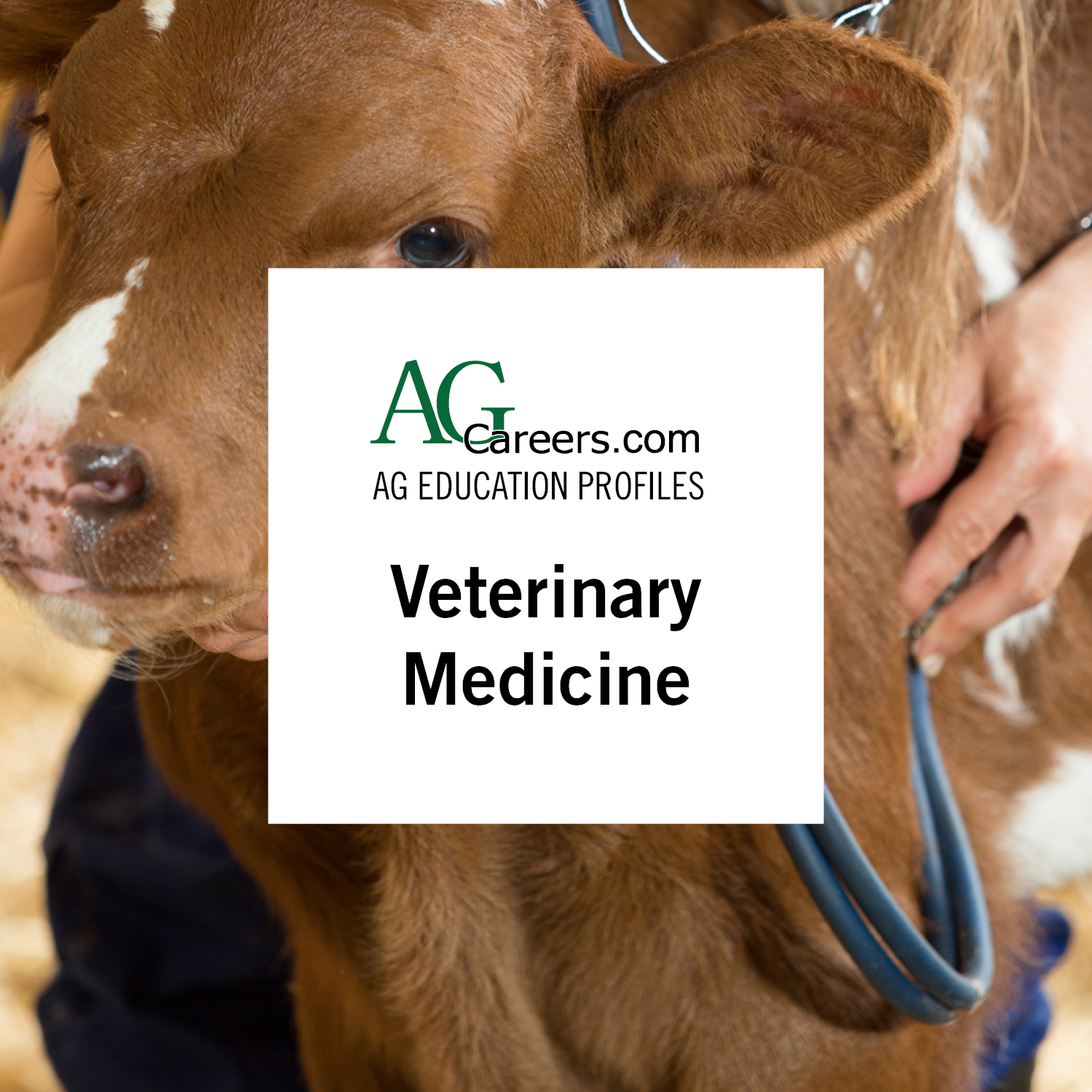 veterinary medicine