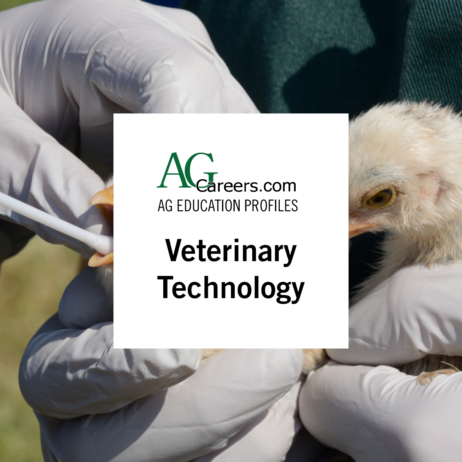 veterinary technology
