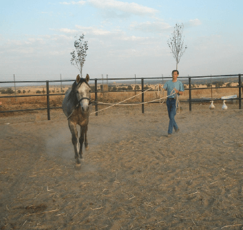 How To Become Horse Trainer