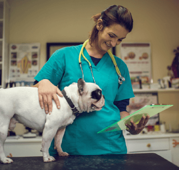 small dog veterinarian